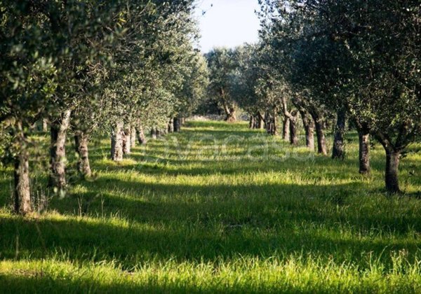 terreno agricolo in vendita ad Imola in zona Ponticelli