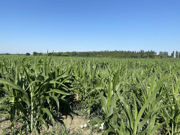 terreno agricolo in vendita a Malalbergo