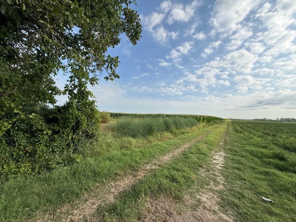 terreno agricolo in vendita a Molinella in zona Marmorta