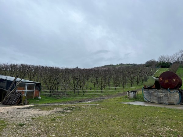 terreno agricolo in vendita a Sasso Marconi