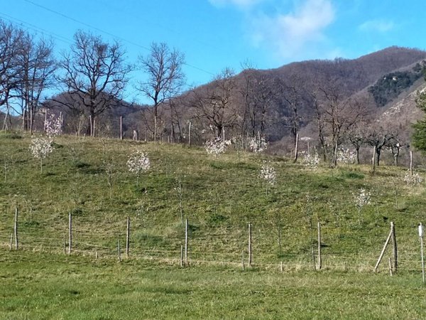 casa indipendente in vendita a Vergato
