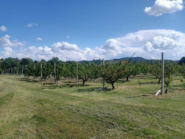 terreno agricolo in vendita a Valsamoggia in zona Bazzano