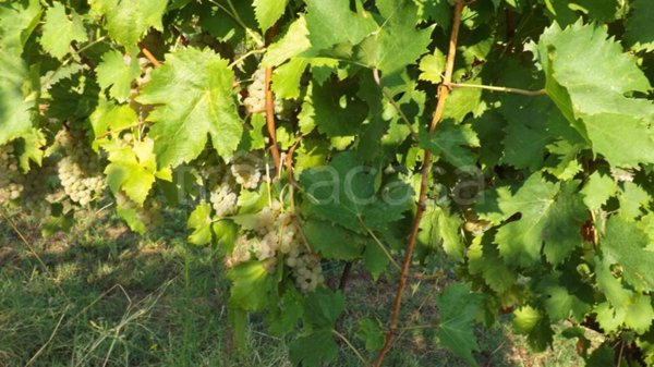 appartamento in vendita a Valsamoggia in zona Bazzano