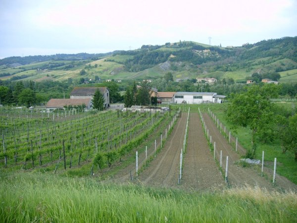 azienda agricola in vendita a Valsamoggia in zona Fagnano