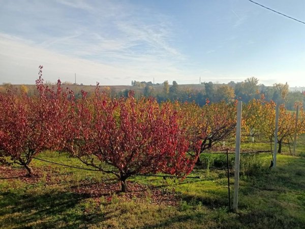 terreno agricolo in vendita a Valsamoggia in zona Bazzano