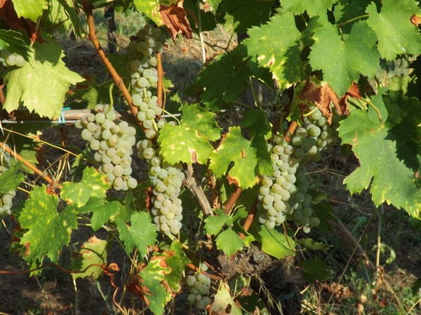 appartamento in vendita a Valsamoggia