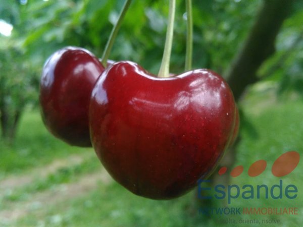 casa indipendente in vendita a Valsamoggia in zona Savigno