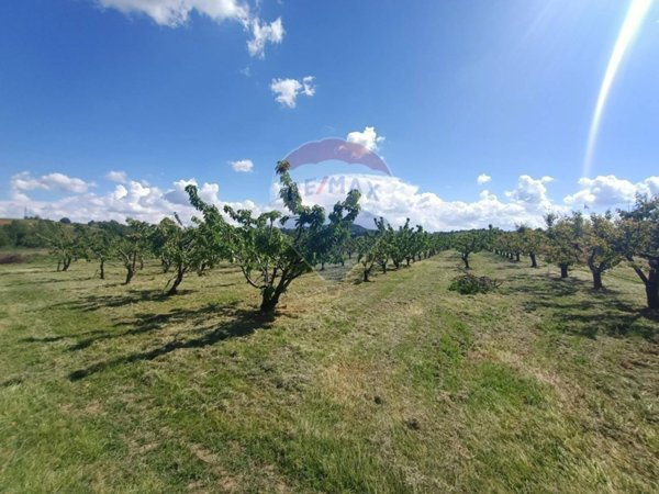 azienda agricola in vendita a Valsamoggia in zona Bazzano