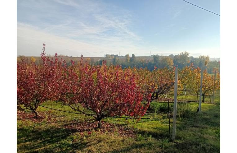 terreno agricolo in vendita a Valsamoggia