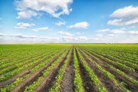 terreno agricolo in vendita ad Argenta in zona Santa Maria Codifiume