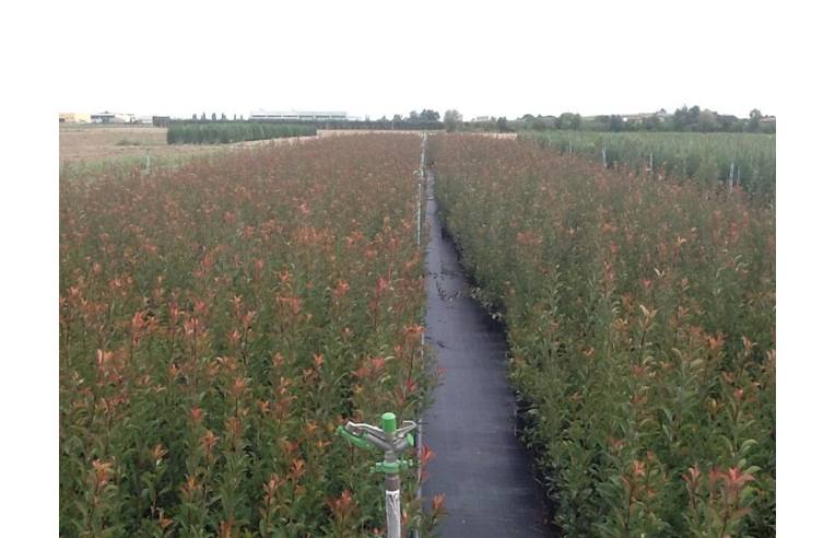 azienda agricola in vendita ad Argenta