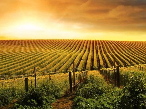 terreno agricolo in vendita ad Argenta in zona Consandolo