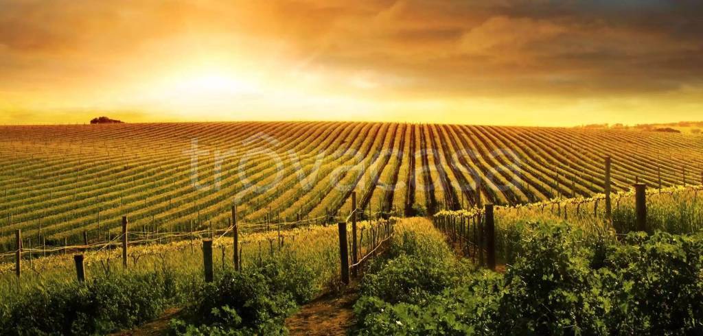 terreno agricolo in vendita ad Argenta in zona Consandolo