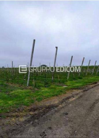 terreno agricolo in vendita ad Argenta in zona Consandolo