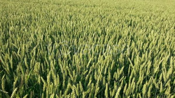 terreno agricolo in vendita a Bondeno