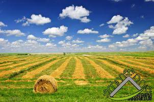 terreno agricolo in vendita a Comacchio