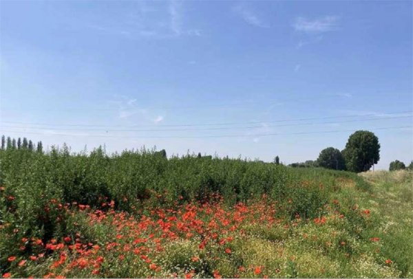 terreno agricolo in vendita a Comacchio in zona Volania