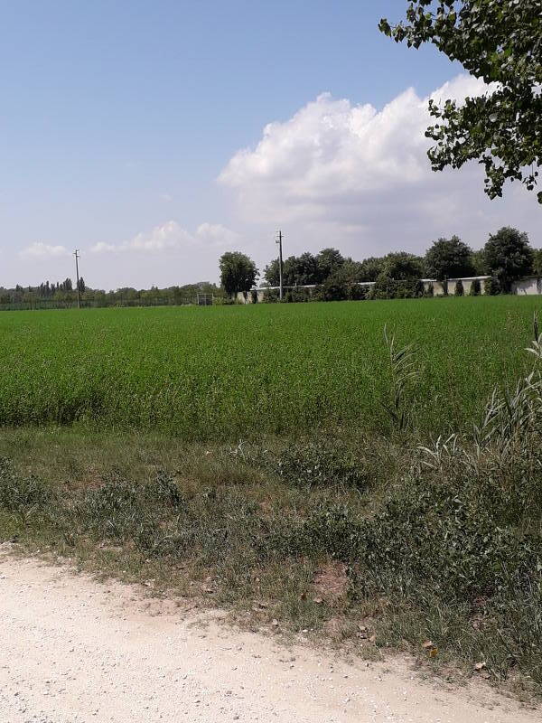 terreno agricolo in vendita a Comacchio in zona Lido delle Nazioni