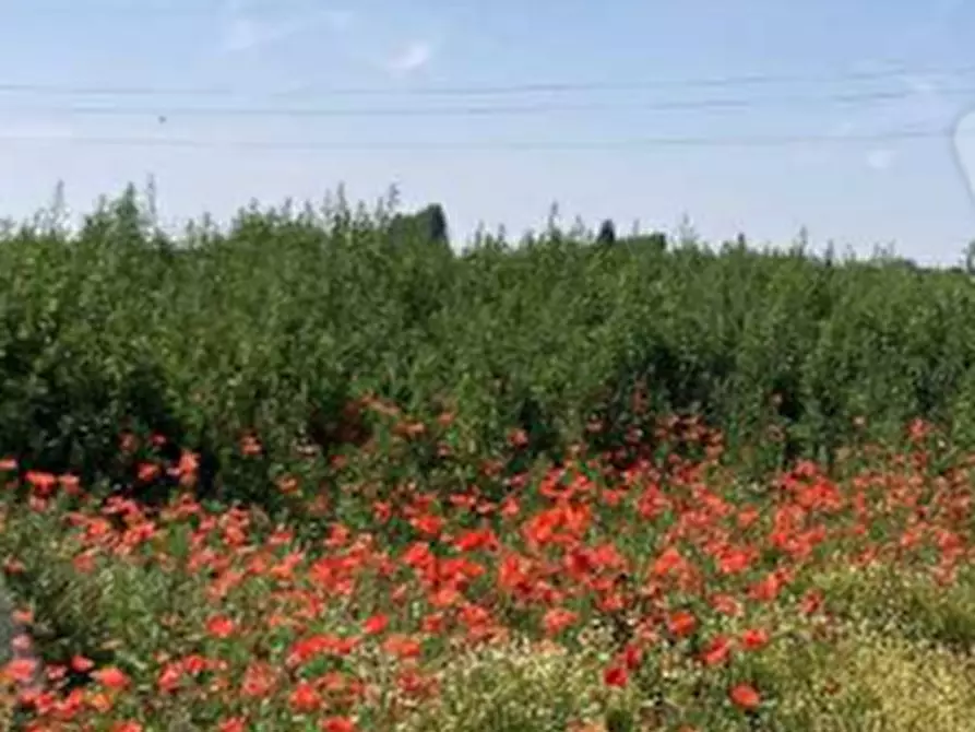 terreno agricolo in vendita a Comacchio