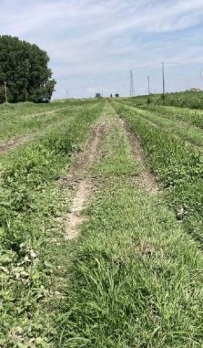 terreno agricolo in vendita a Comacchio