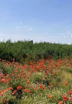 appartamento in vendita a Comacchio