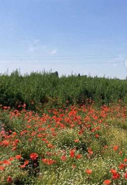terreno agricolo in vendita a Comacchio in zona Volania