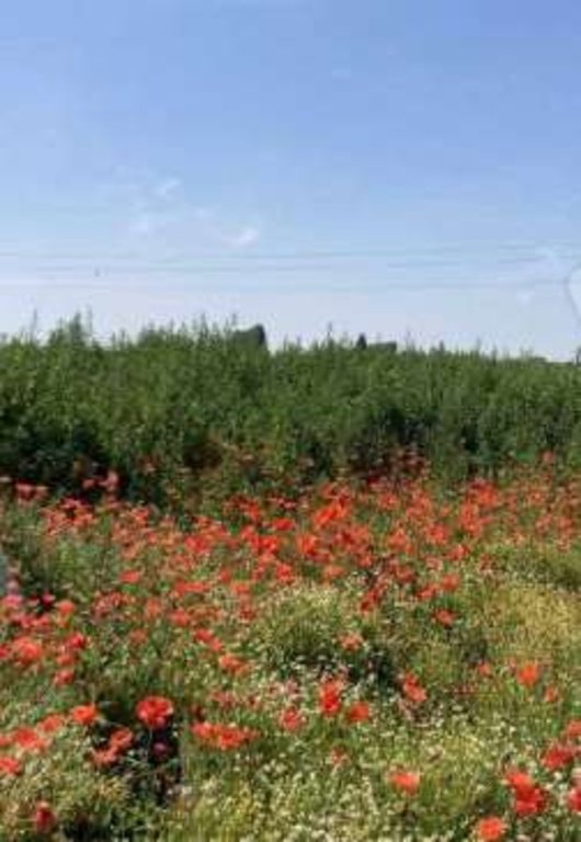 terreno agricolo in vendita a Comacchio