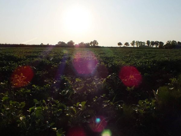 terreno agricolo in vendita a Ferrara in zona San Martino