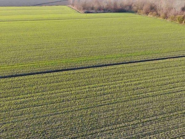 terreno agricolo in vendita a Ferrara in zona Boara