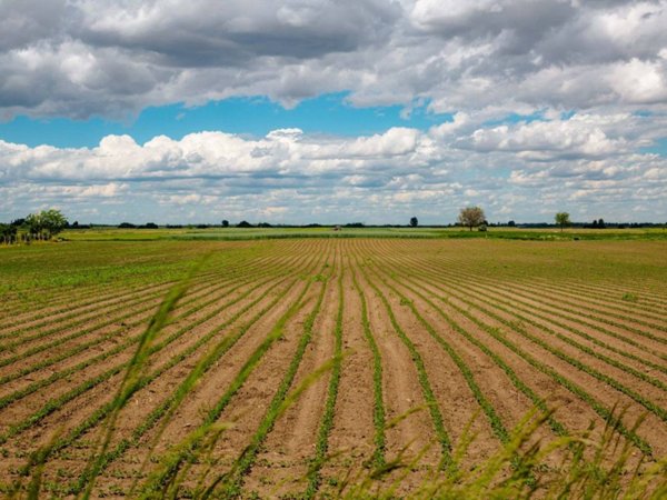 terreno agricolo in vendita a Ferrara in zona Cona