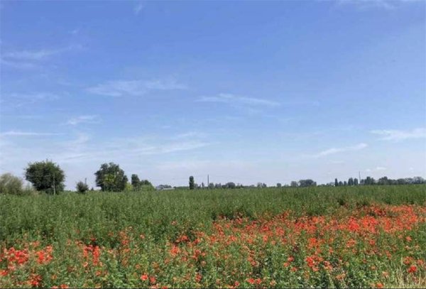 terreno agricolo in vendita a Lagosanto