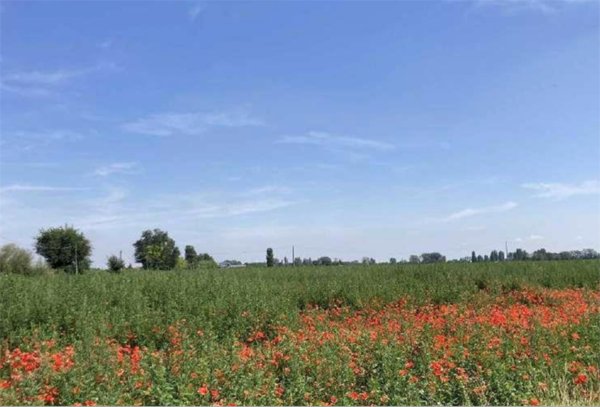 terreno agricolo in vendita a Lagosanto