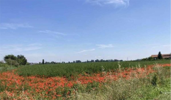 terreno agricolo in vendita a Lagosanto