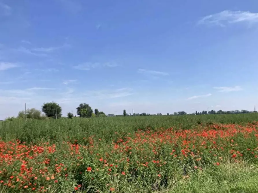 terreno agricolo in vendita a Lagosanto