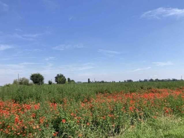 terreno agricolo in vendita a Lagosanto