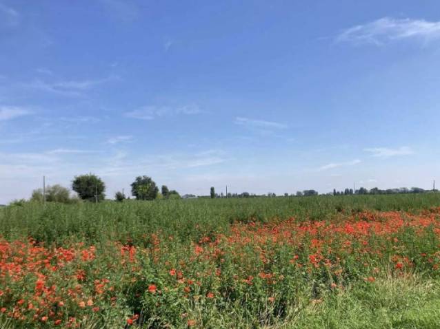 terreno agricolo in vendita a Lagosanto