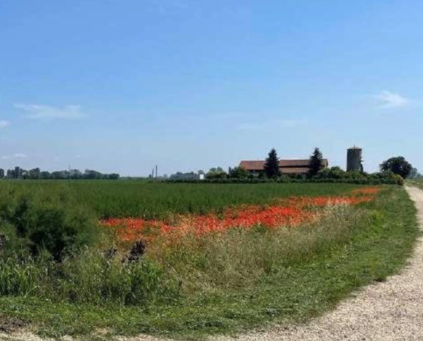 terreno agricolo in vendita a Lagosanto