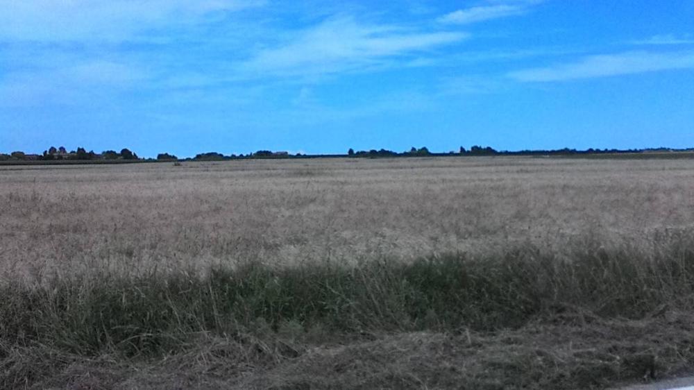 terreno agricolo in vendita a Mesola