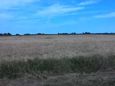 terreno agricolo in vendita a Mesola