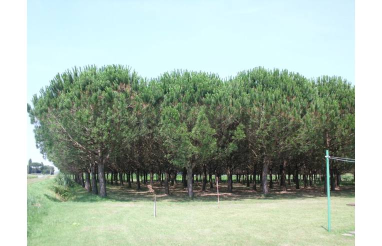 casa indipendente in vendita a Mesola