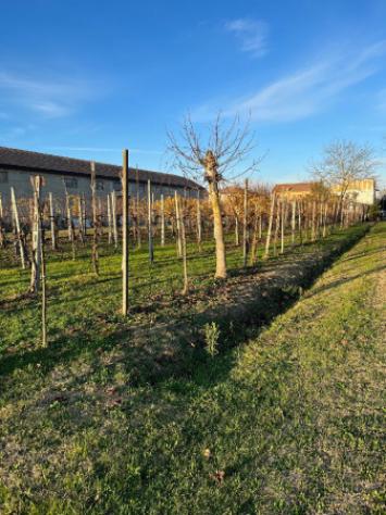 terreno agricolo in vendita a Vigarano Mainarda