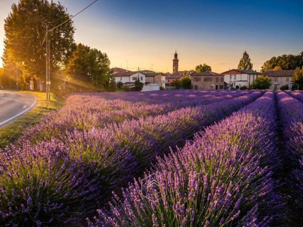 terreno agricolo in vendita a Vigarano Mainarda