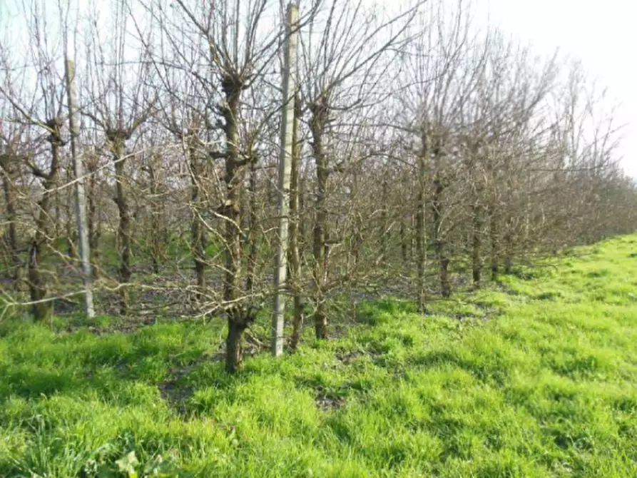 terreno agricolo in vendita a Terre del Reno