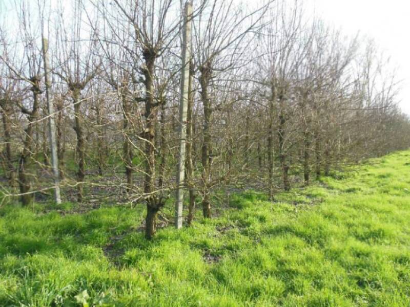 terreno agricolo in vendita a Terre del Reno