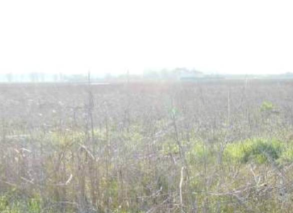 terreno agricolo in vendita a Terre del Reno