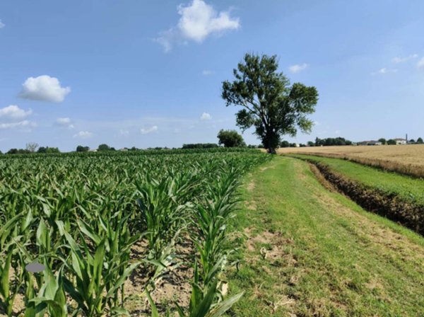 terreno agricolo in vendita a Tresignana in zona Tresigallo