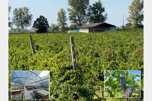 casa indipendente in vendita a Bagnacavallo