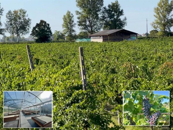 azienda agricola in vendita a Bagnacavallo