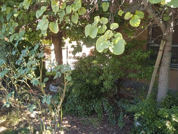 casa indipendente in vendita a Bagnacavallo in zona Masiera