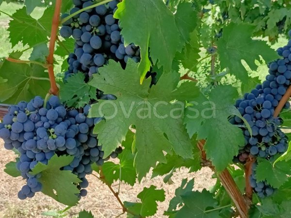 azienda agricola in vendita a Brisighella in zona Zattaglia